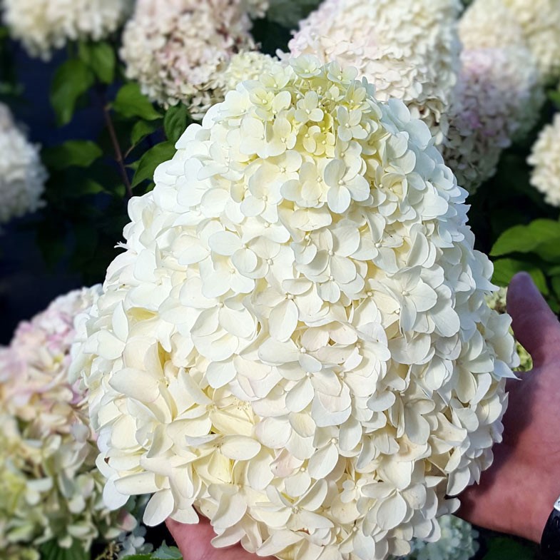 Гортензия метельчатая Геркулес